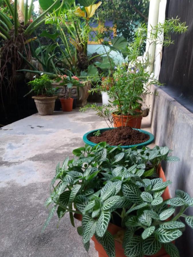 Mazz Homestay Negombo Exteriér fotografie